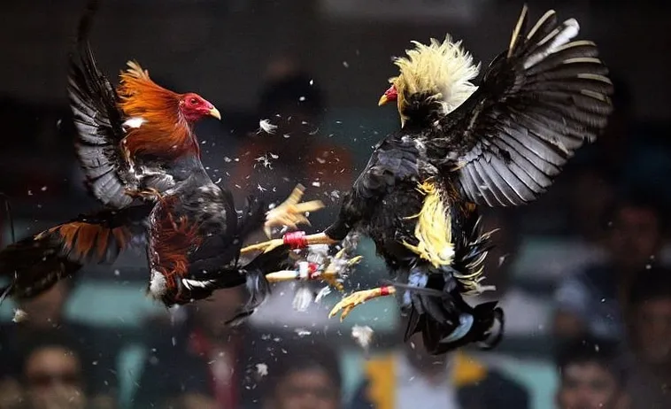 Bí Quyết Chơi Đá Gà Sabong Sclub88 Bất Bại Từ Cao Thủ