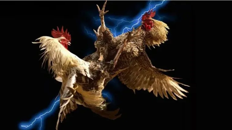 Khám Phá Sảnh Đá Gà Sclub88 Đẳng Cấp Thưởng Cực Khủng